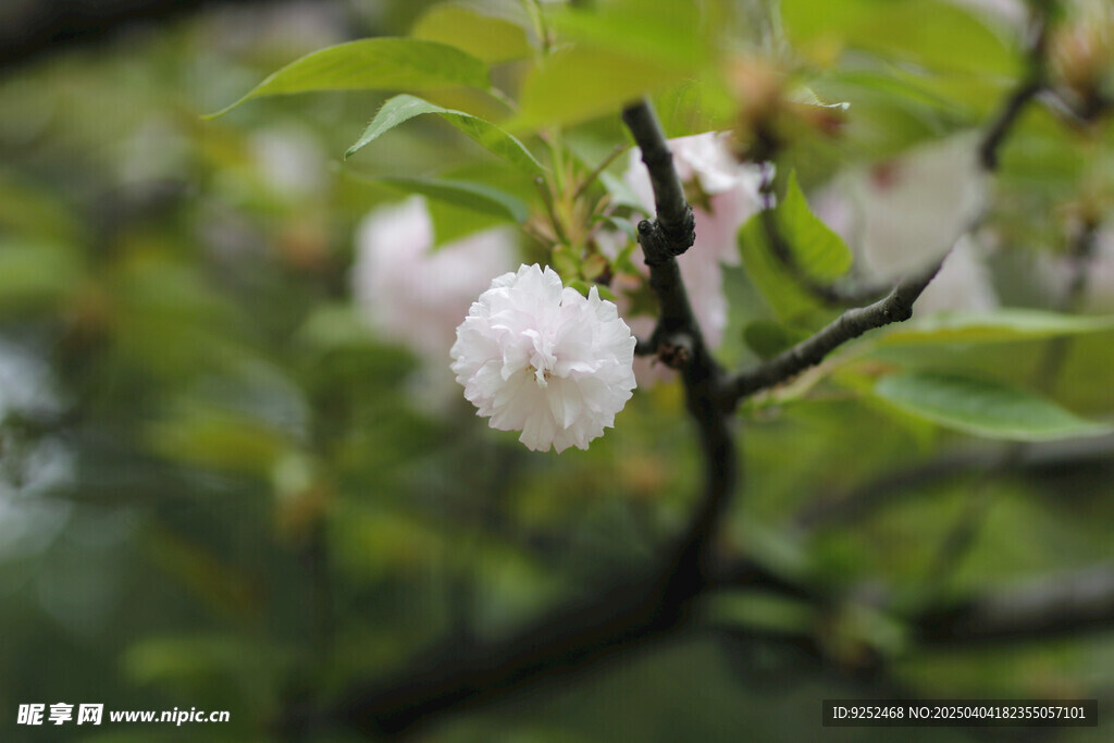 樱花枝 