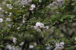 樱花枝 