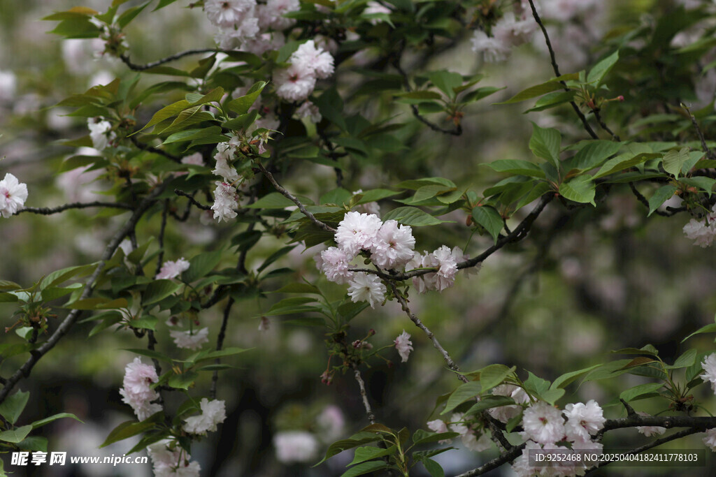 樱花枝 