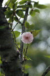 樱花树 