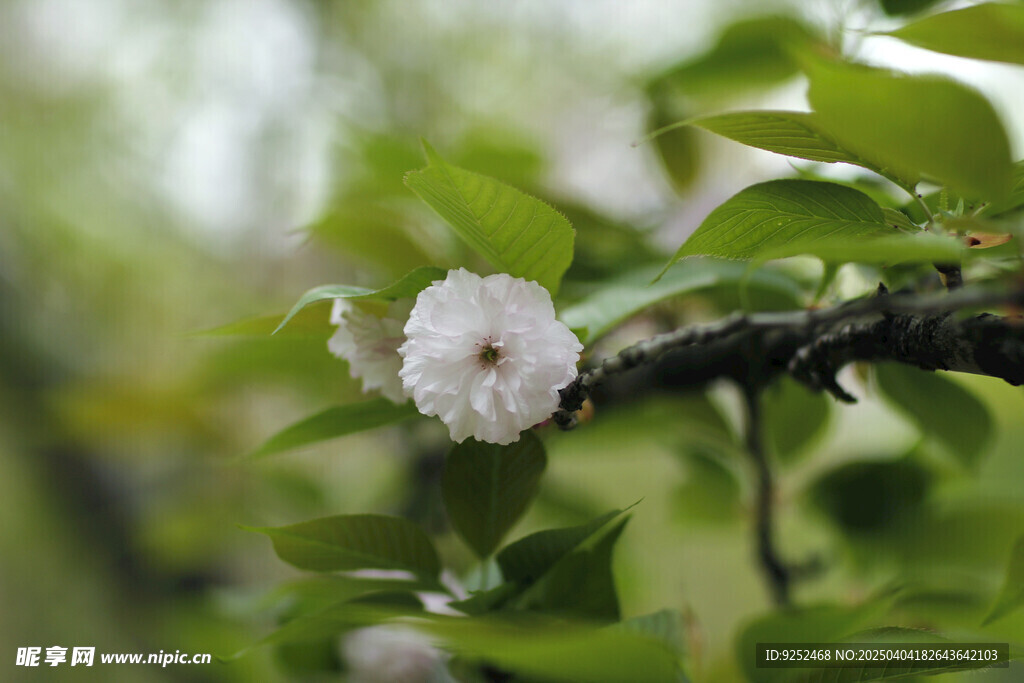 樱花