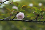 重瓣樱花 