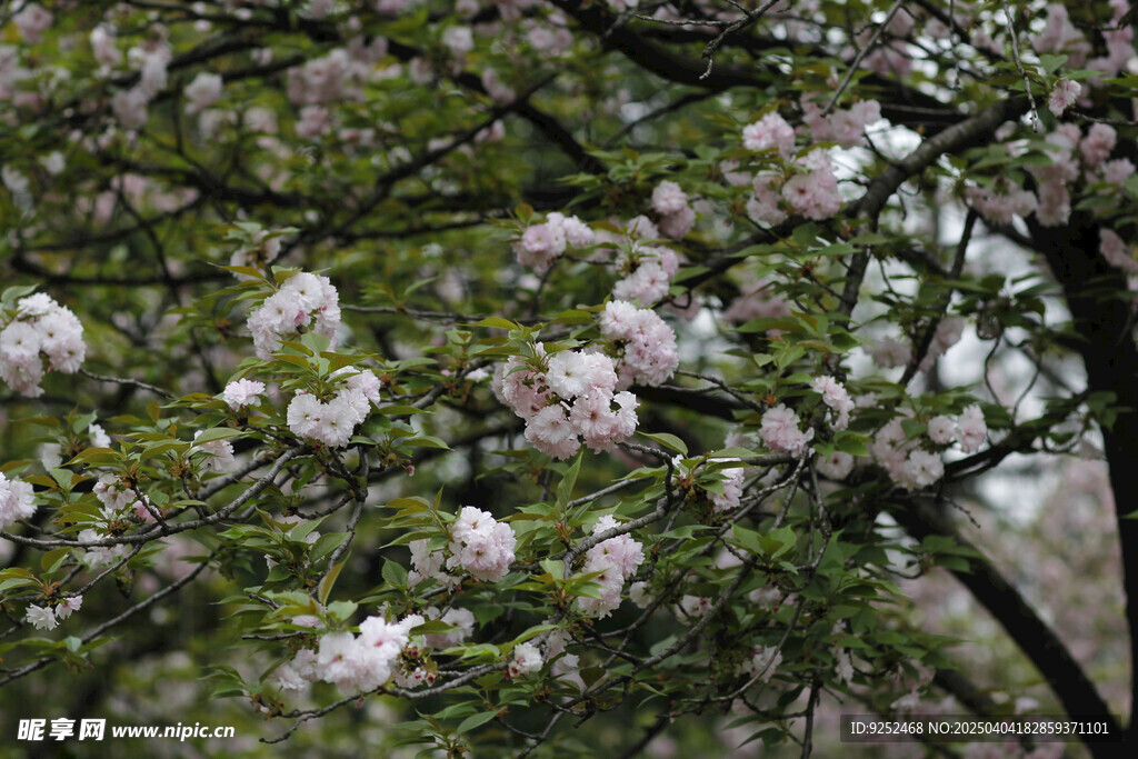 樱花枝 