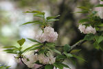 关山樱花 