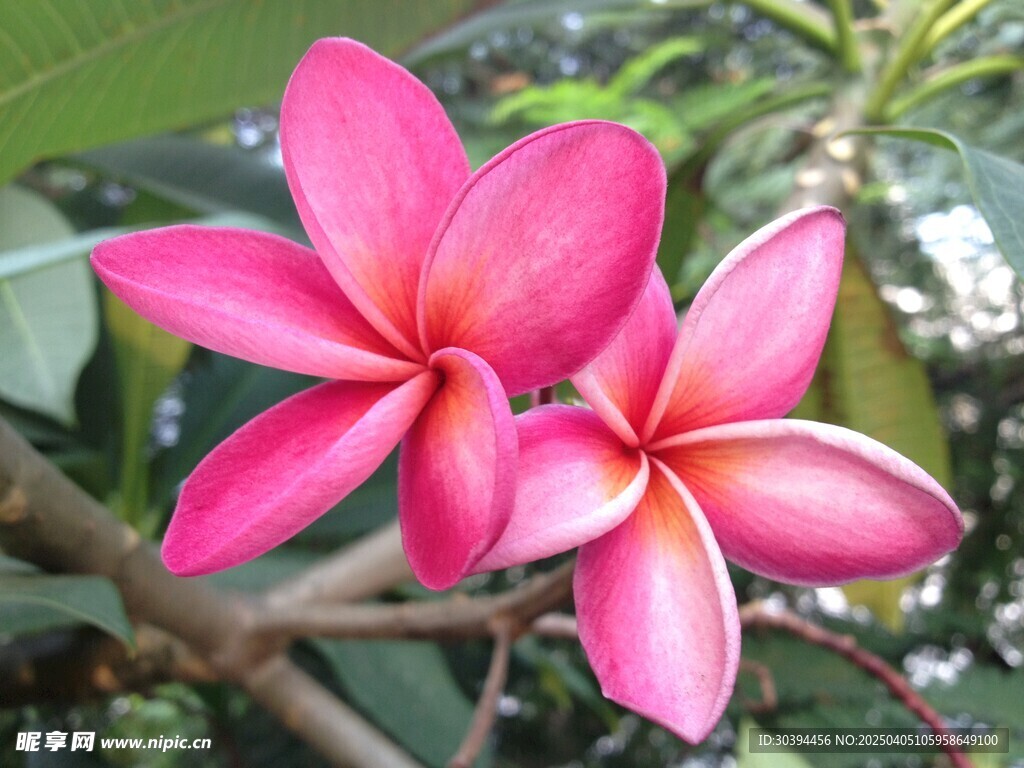 鸡蛋花