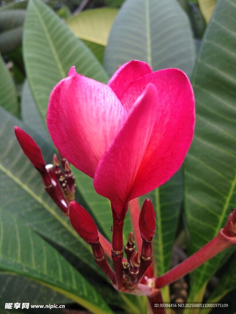 鸡蛋花