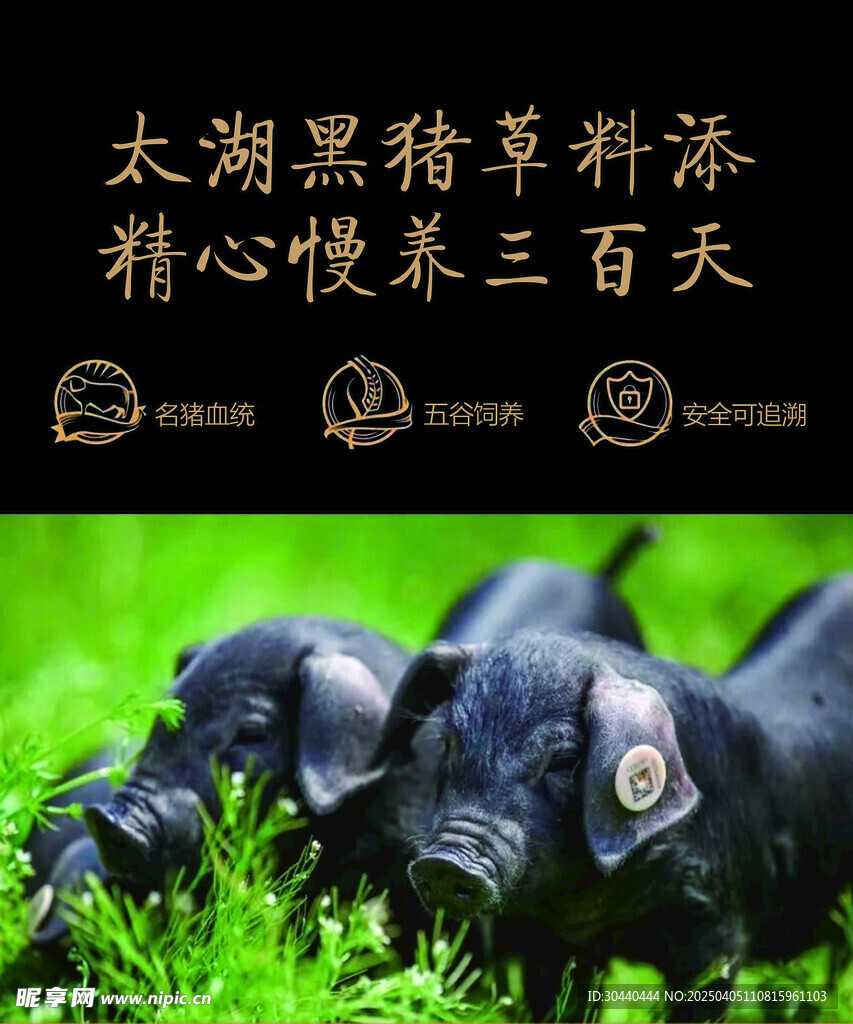 太湖黑猪广告