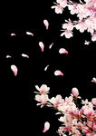 浪漫樱花