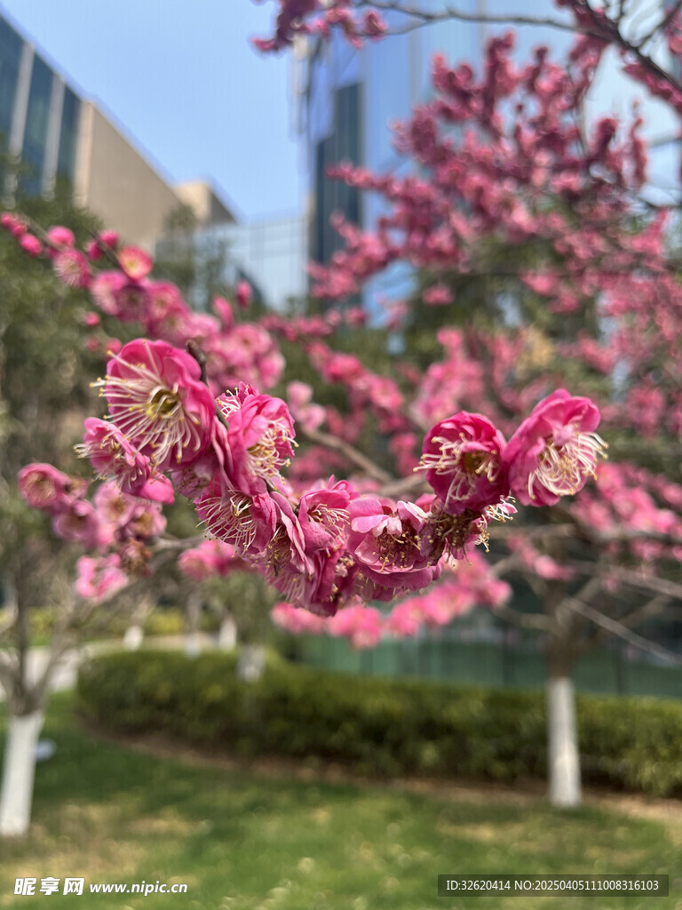 腊梅花