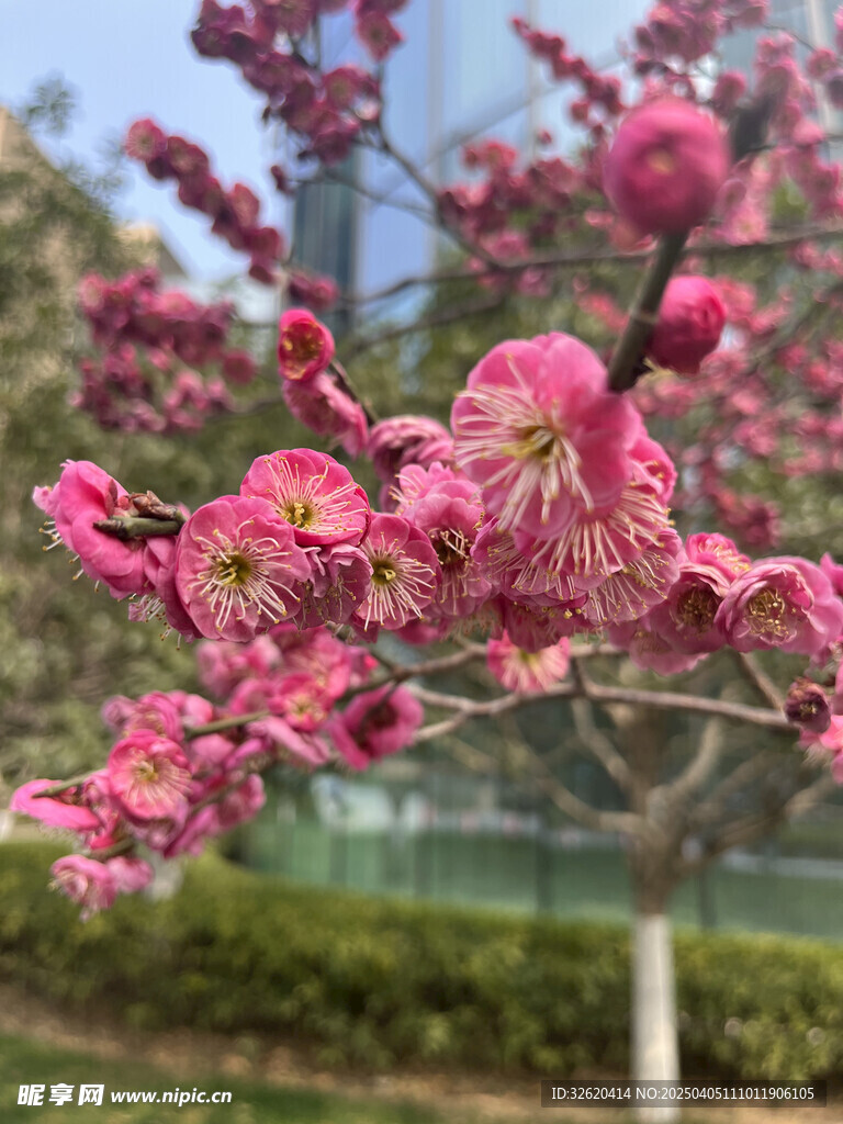 腊梅花