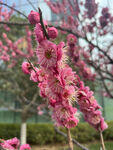 腊梅花