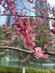 腊梅花