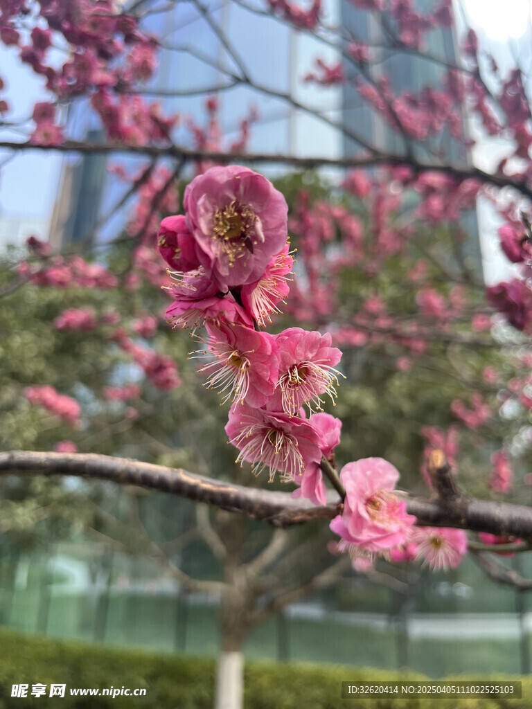 腊梅花
