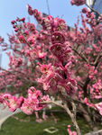 腊梅花