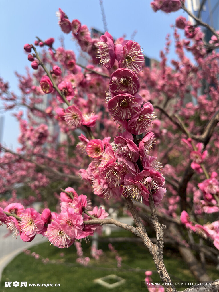 腊梅花