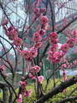 腊梅花