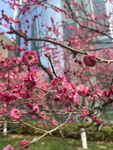 腊梅花
