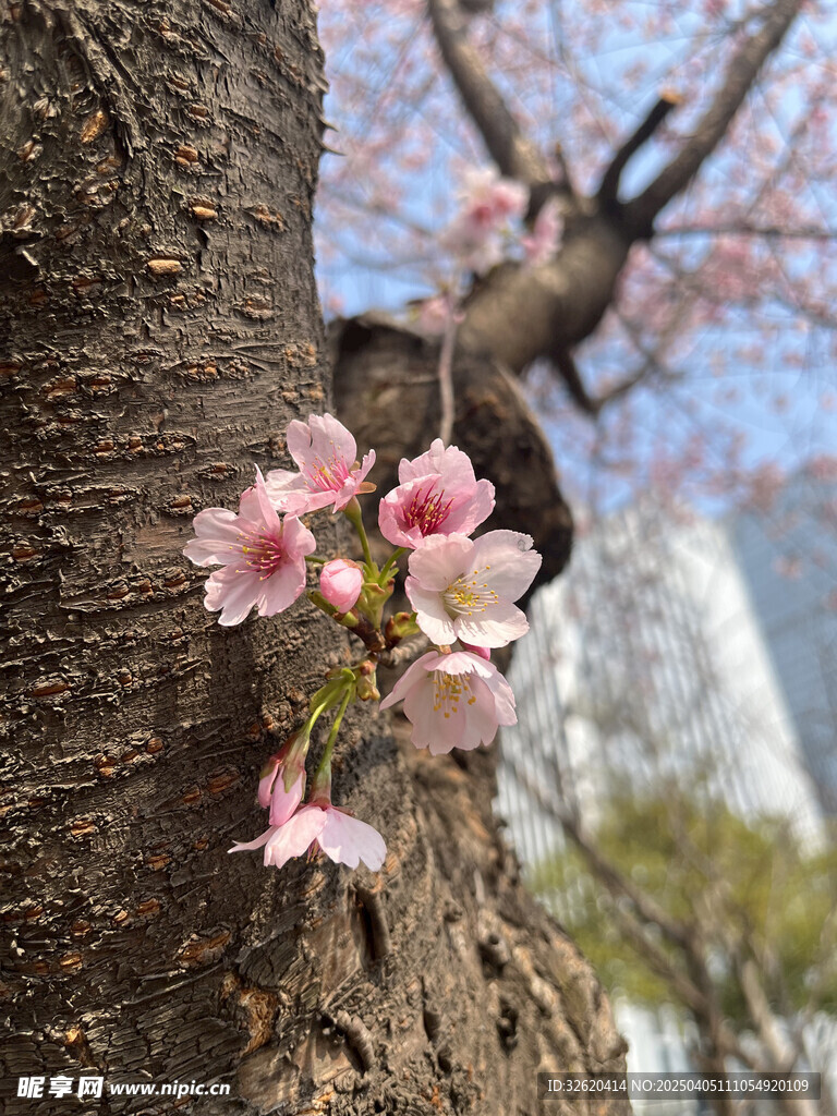 腊梅花