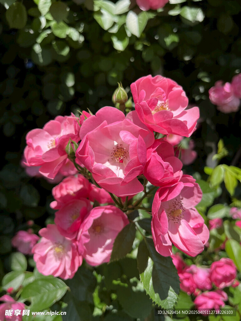 月季花