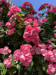 月季花