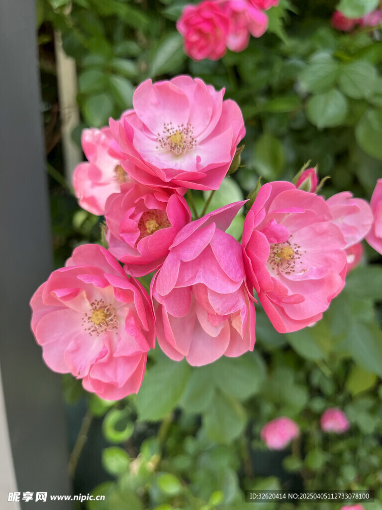 月季花