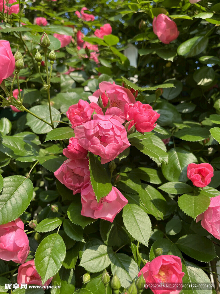 月季花