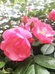 月季花