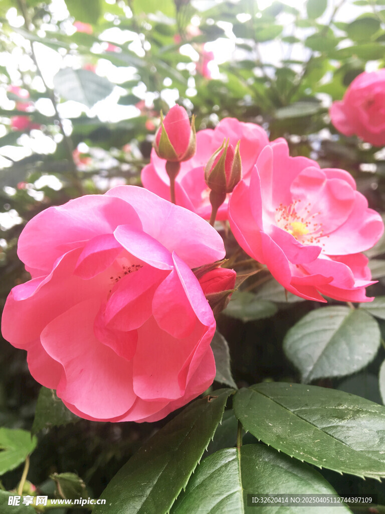 月季花