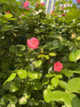 月季花
