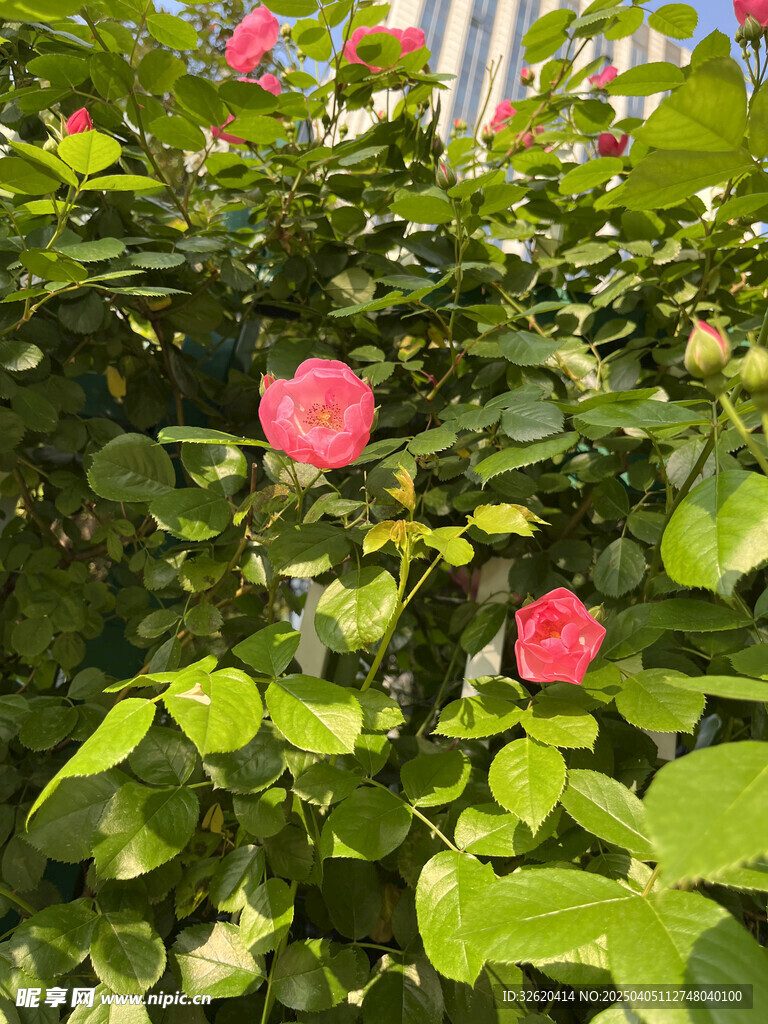 月季花