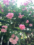 月季花