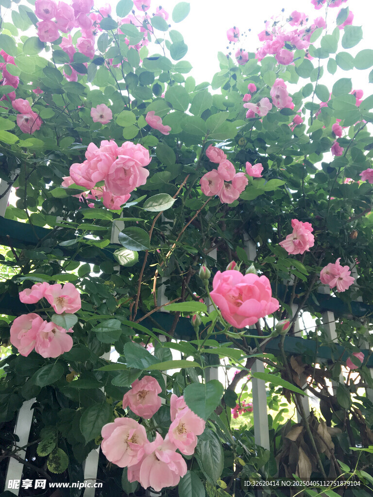 月季花