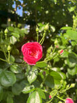 月季花