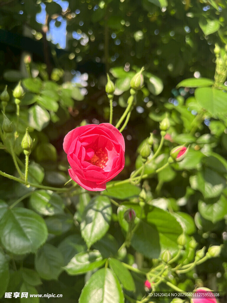 月季花