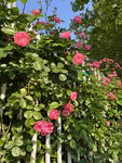 月季花
