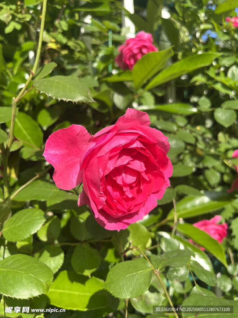 月季花