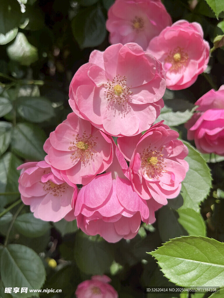 月季花