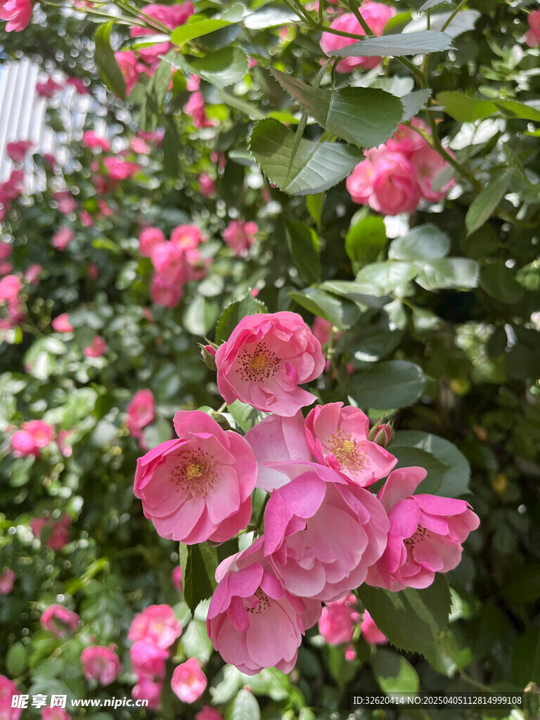 月季花