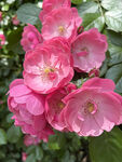 月季花