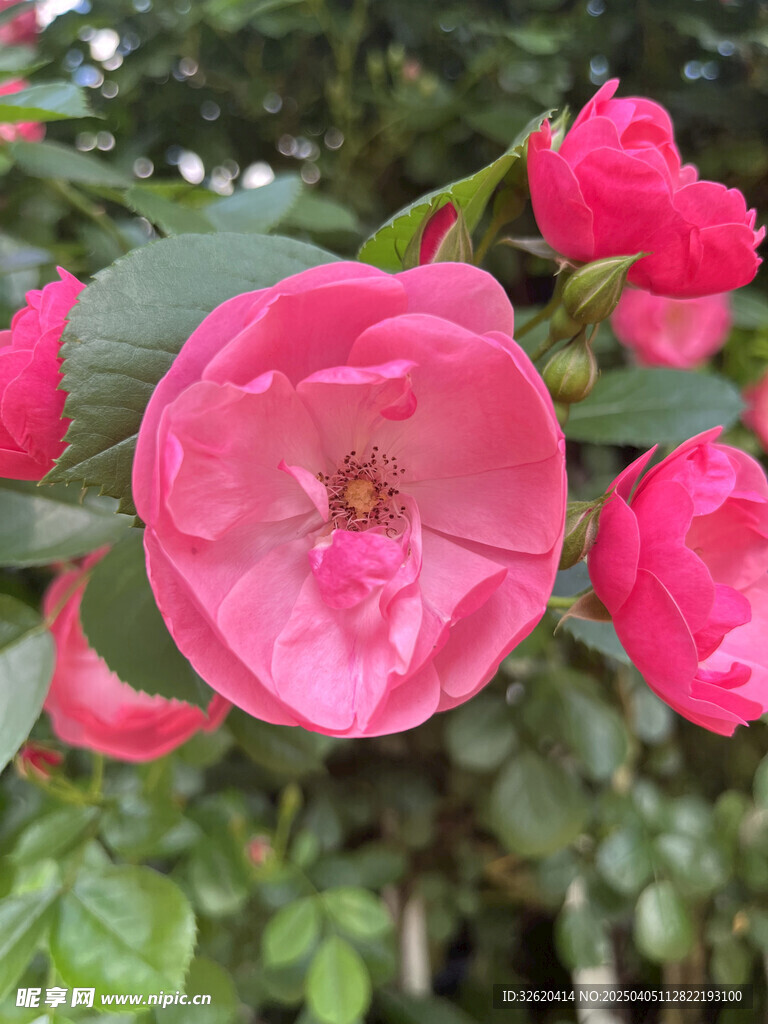 月季花