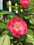 月季花