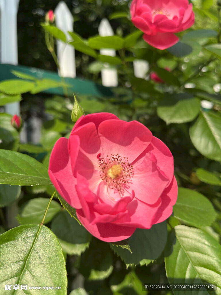 月季花