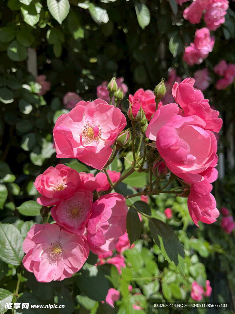 月季花