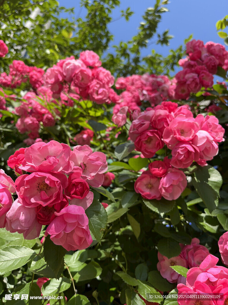 月季花