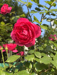月季花