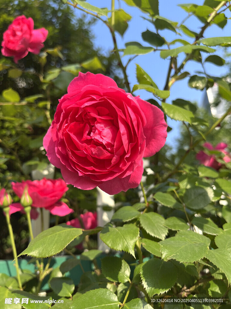 月季花