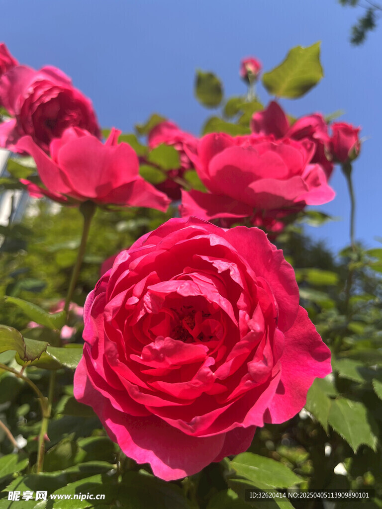 月季花
