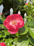 月季花