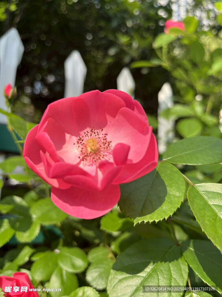 月季花