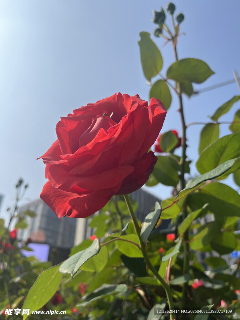 月季花